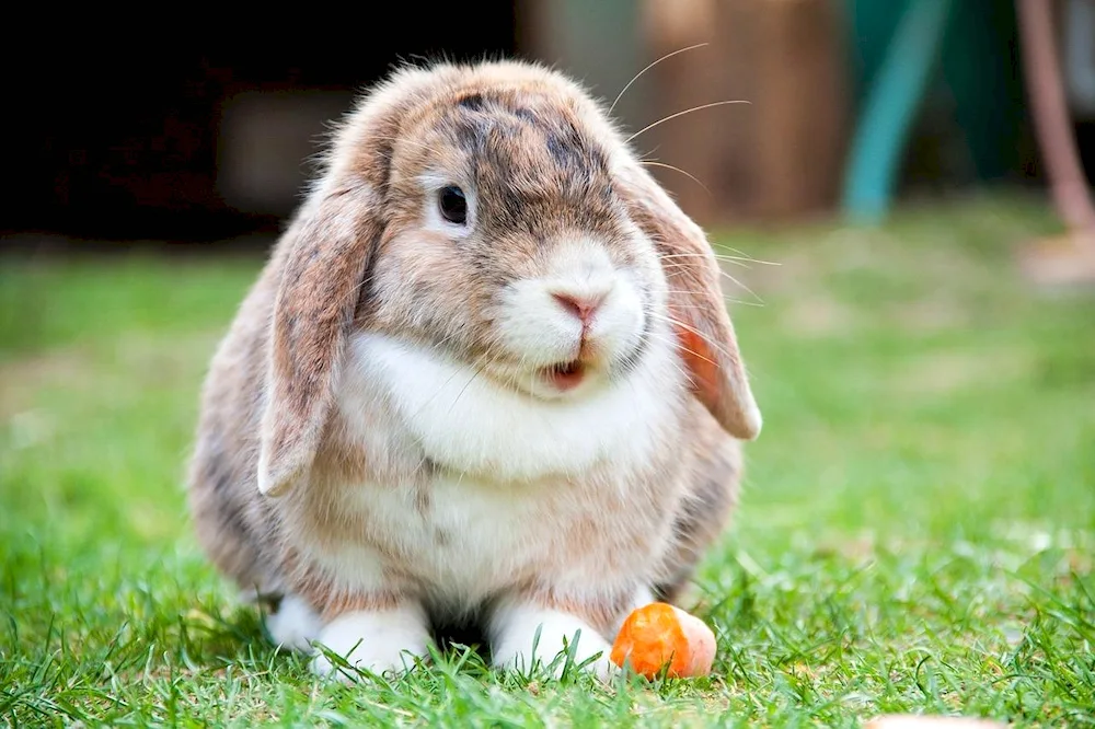 Whiskered rabbit decorative