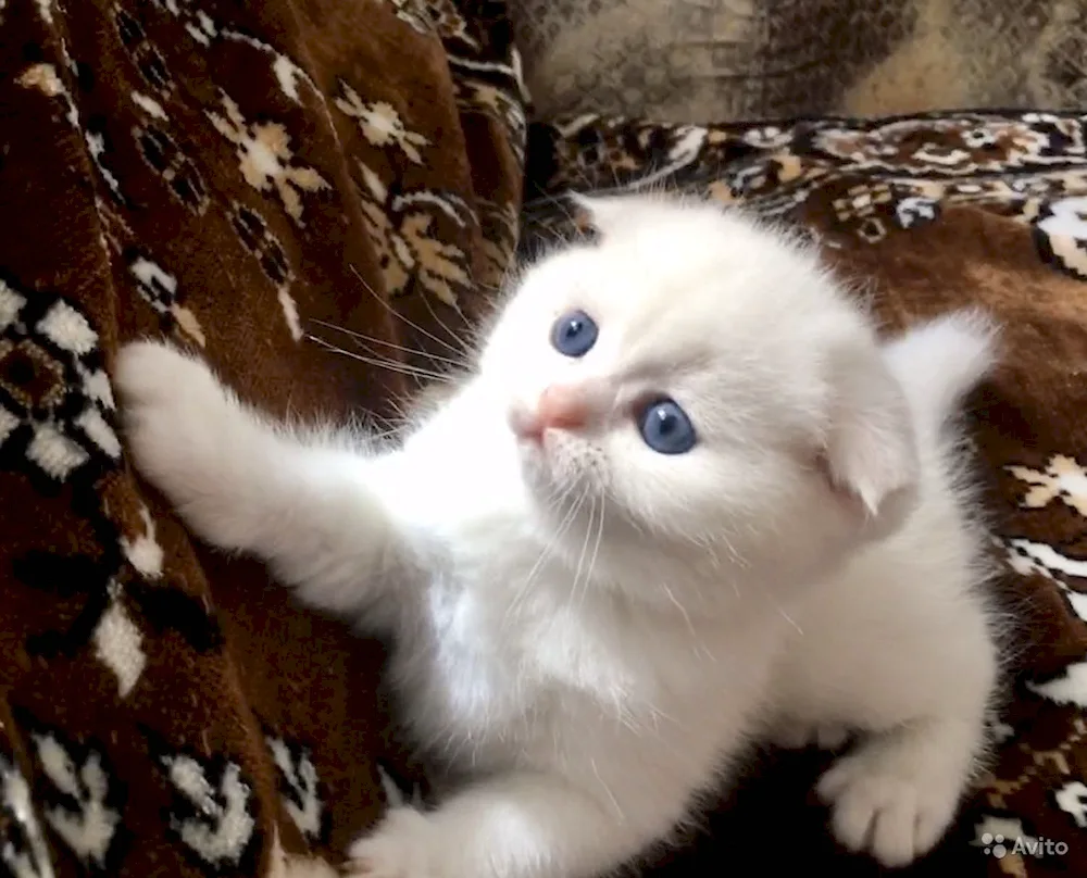 Scottish Fold. Scottish Fold Scottish lop cat