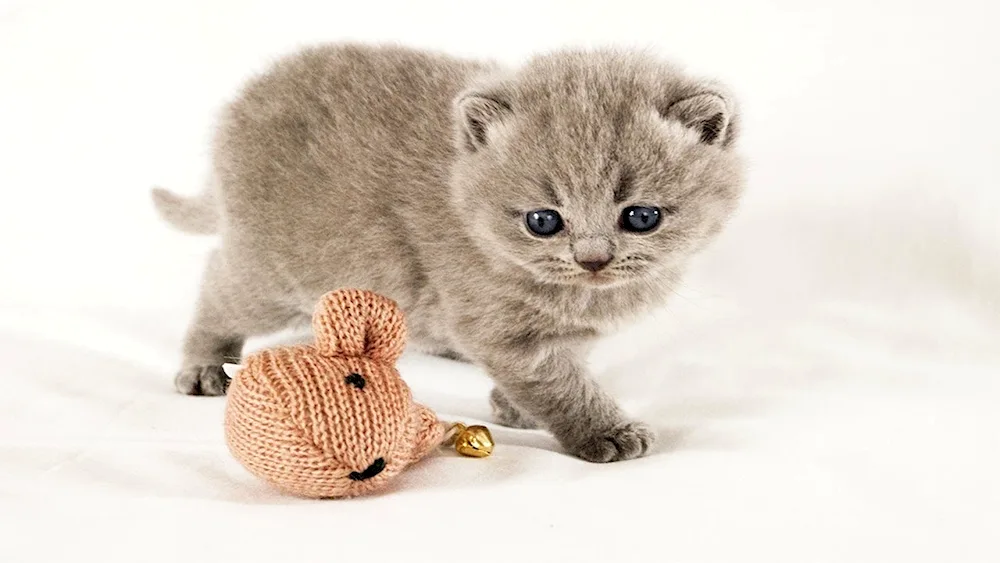 Scottish lop cat kitten