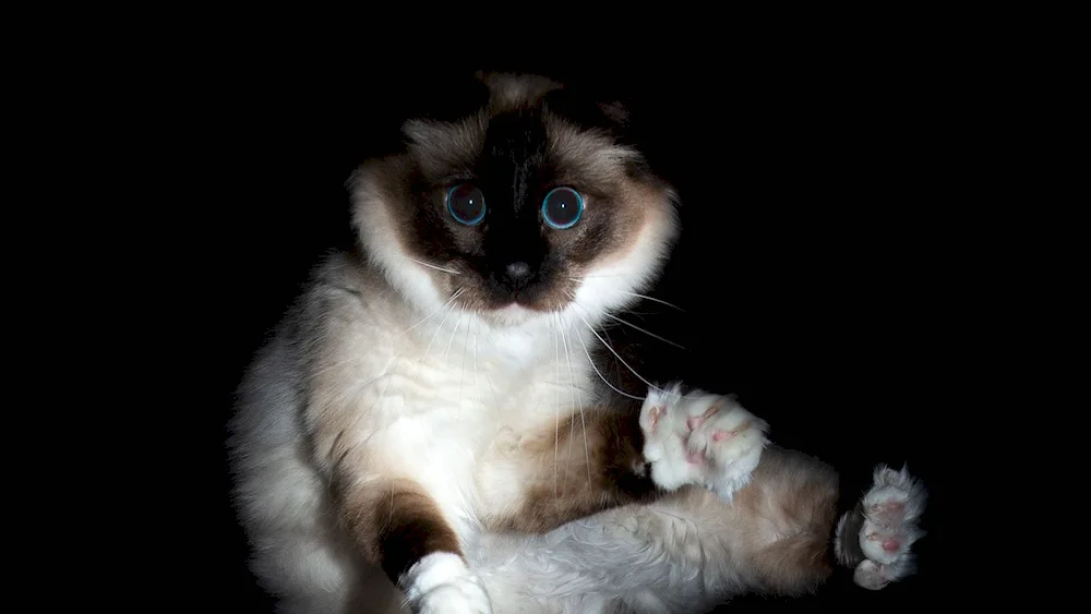 Siamese cat lop-eared kittens