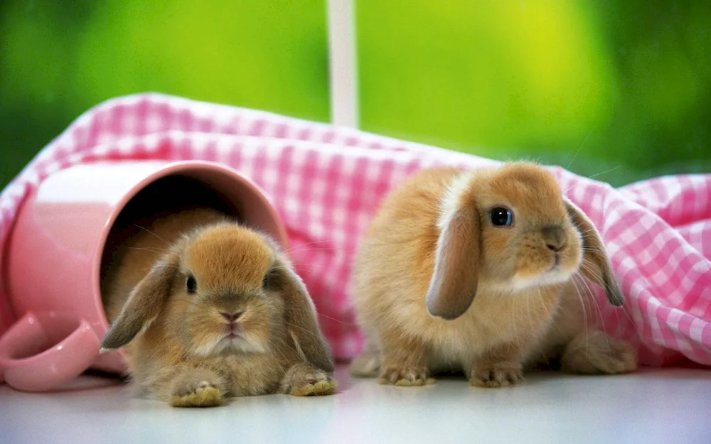 Cute bunnies