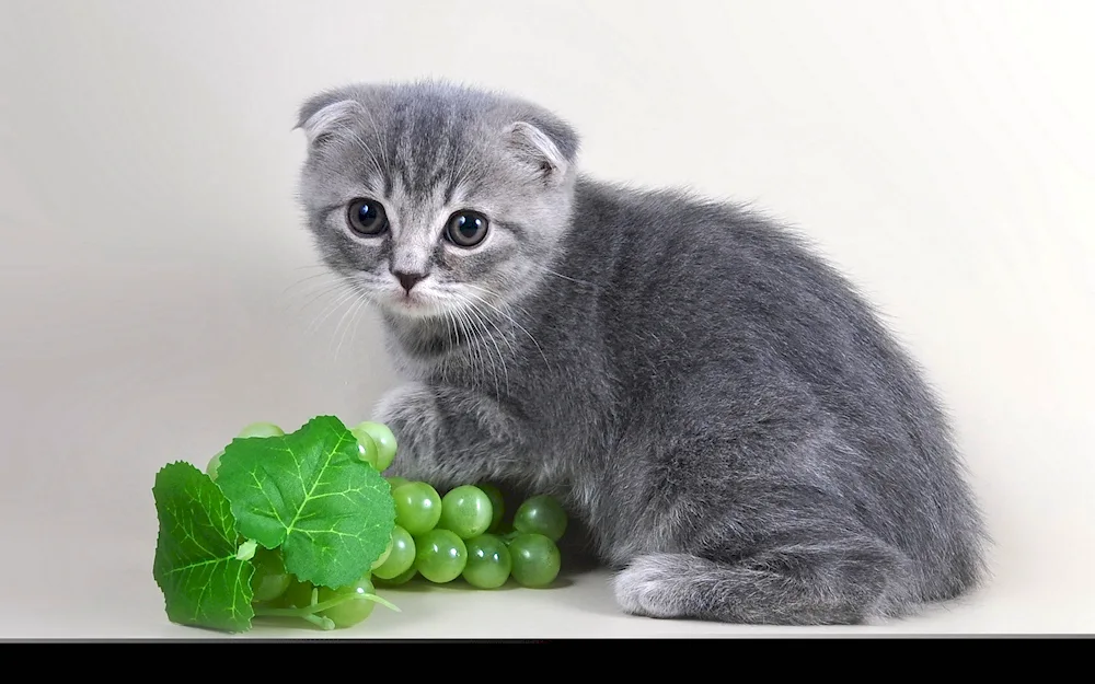 Scottish lop cat