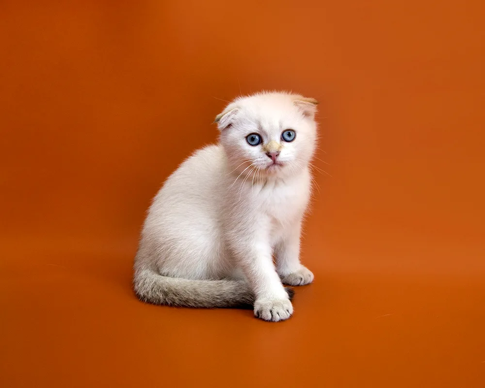 Scottish lop cat white