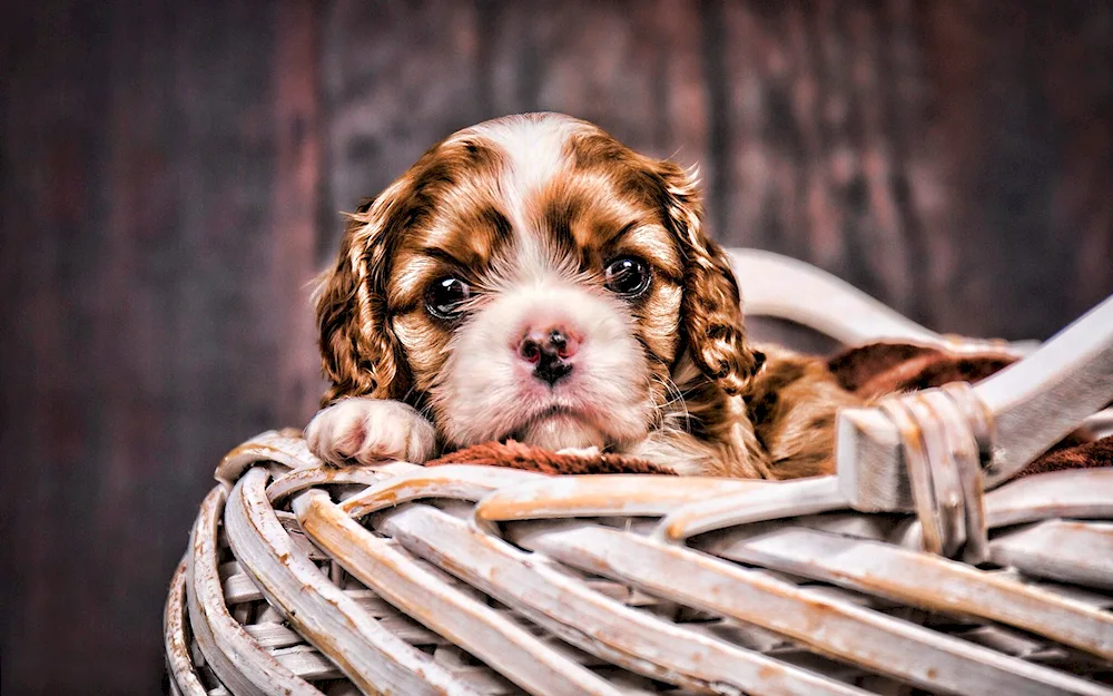 Lop-eared spaniel