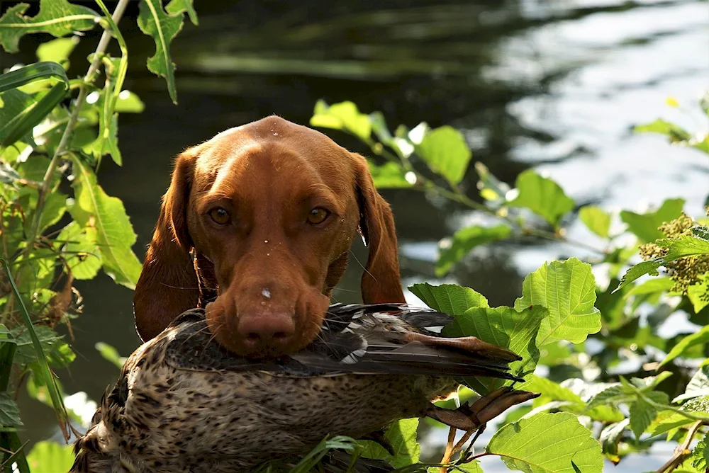 Vizla