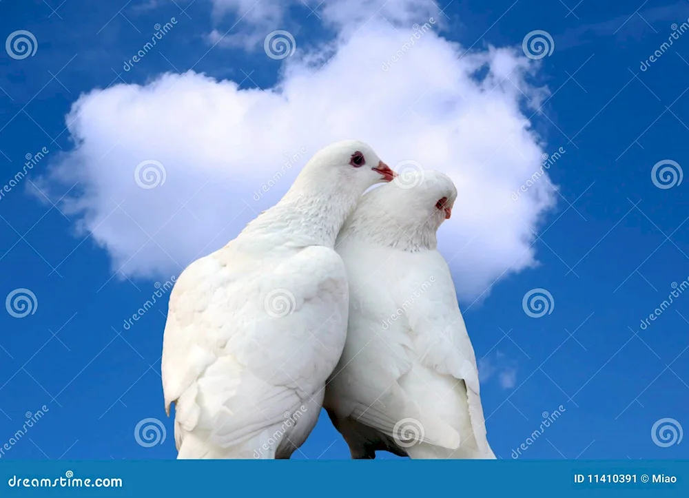 Pigeons in St. Petersburg