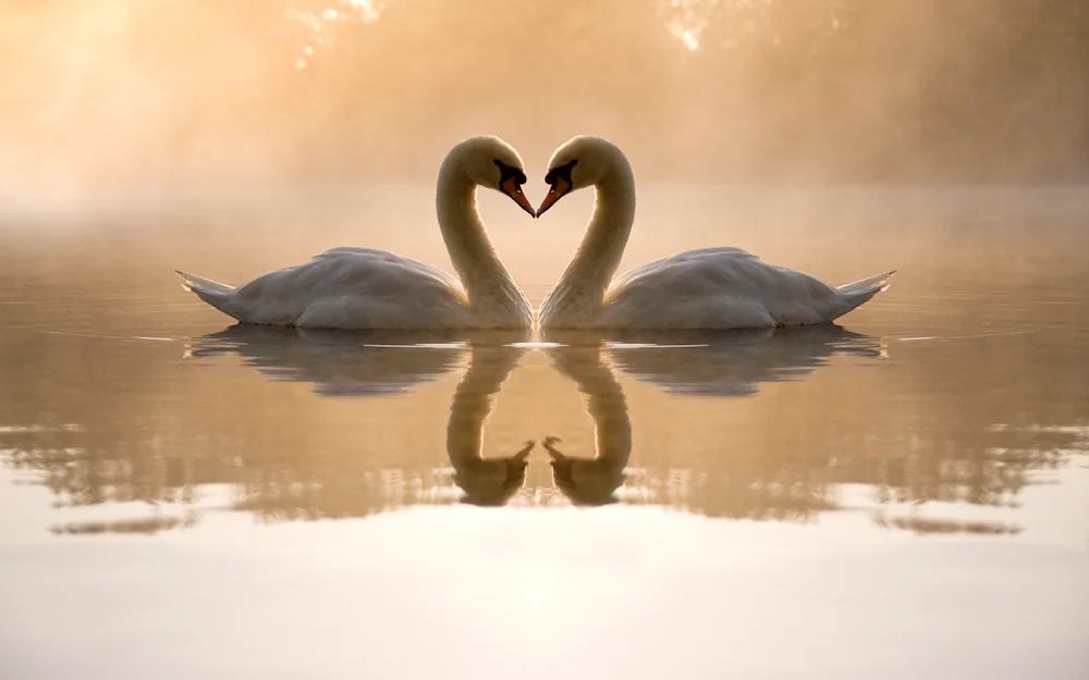 Swans in love