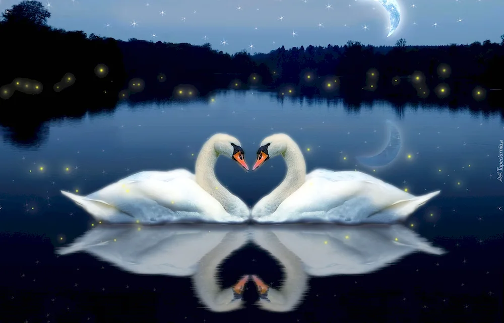 Swans on the lake