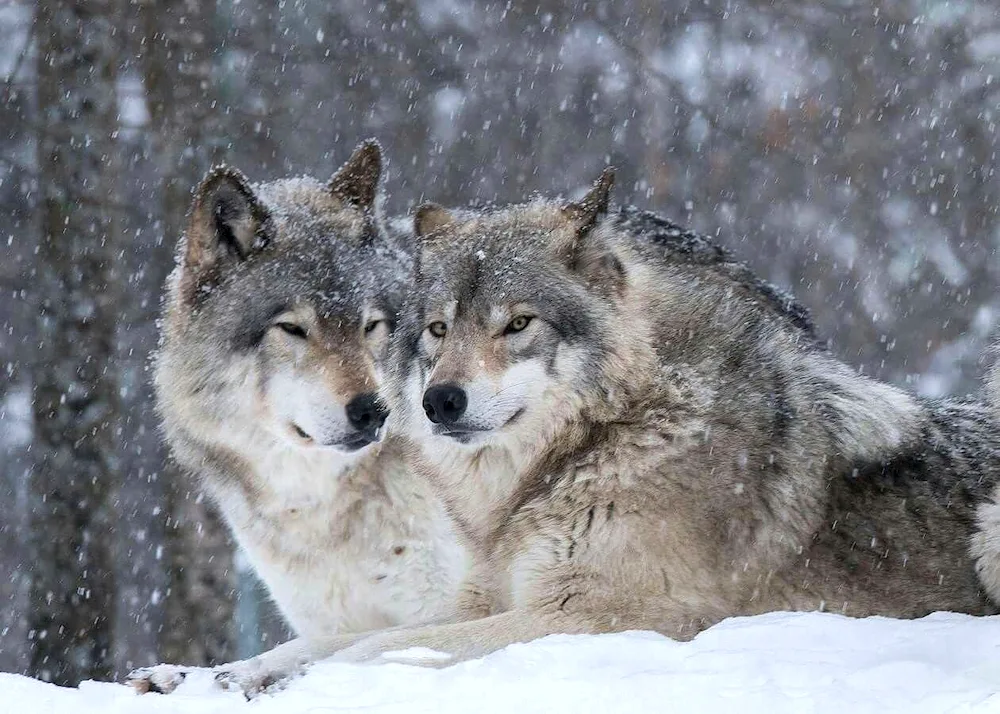 Lovers wolves