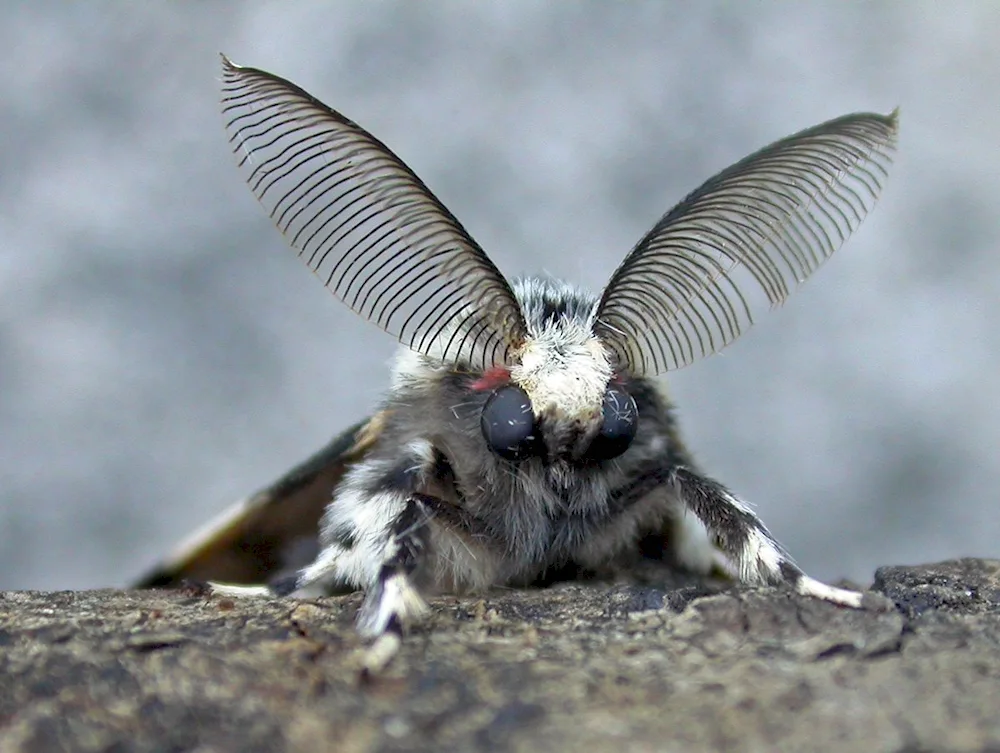 Mulberry silkworm moth