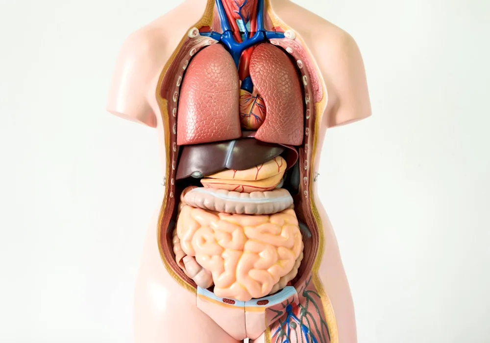 Internal Organs