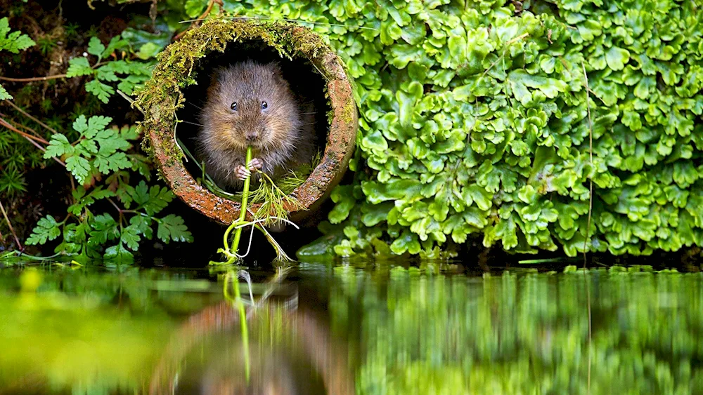 Water voleWater rat