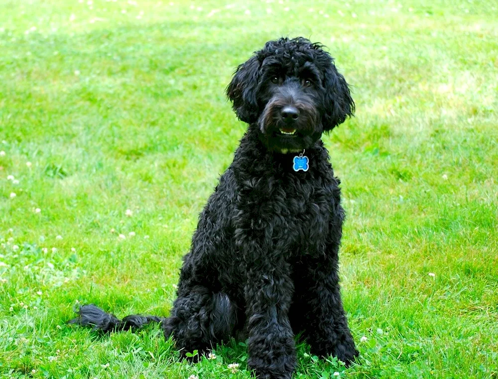 Poodle terrier black