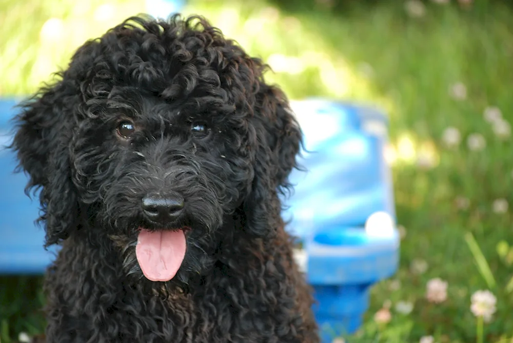 Teddy poodle Maltipoo