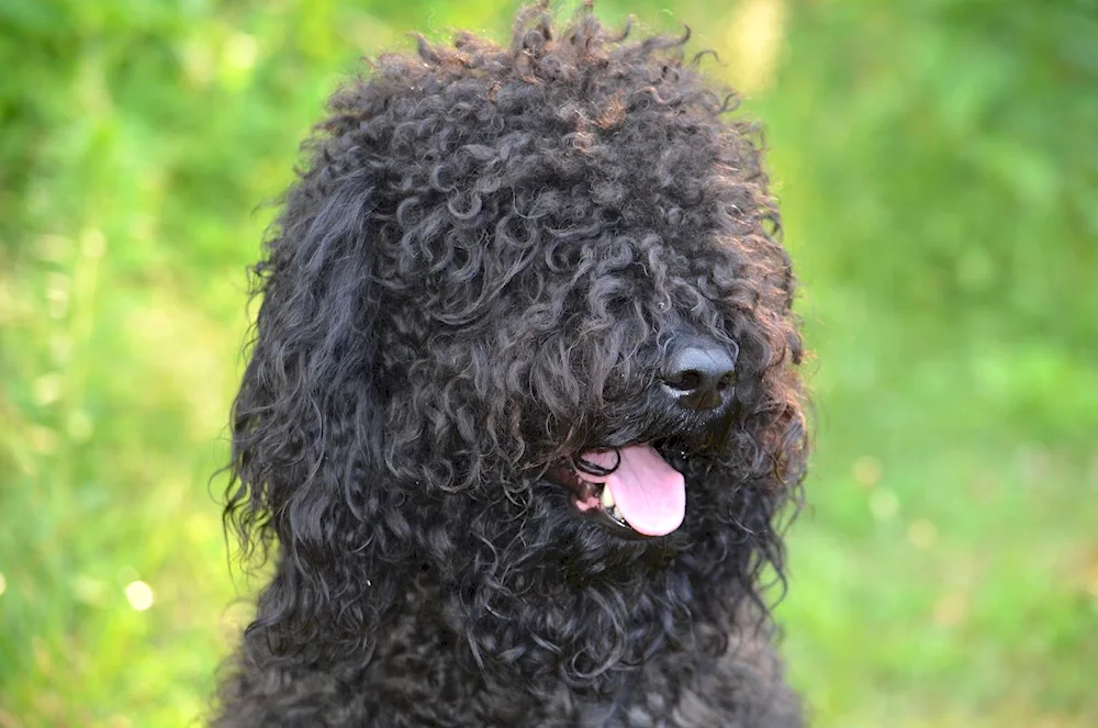 Labradoodle breed