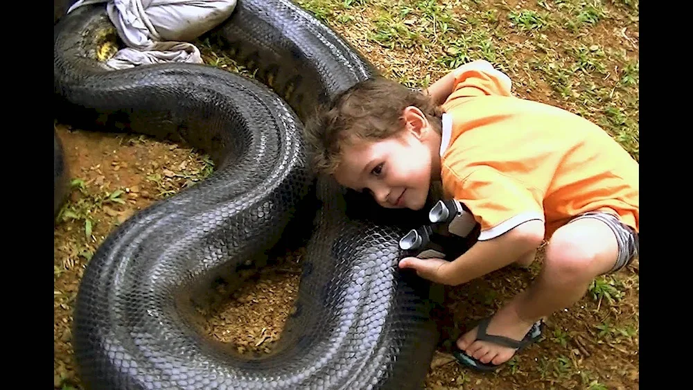 Water boa constrictor Anaconda