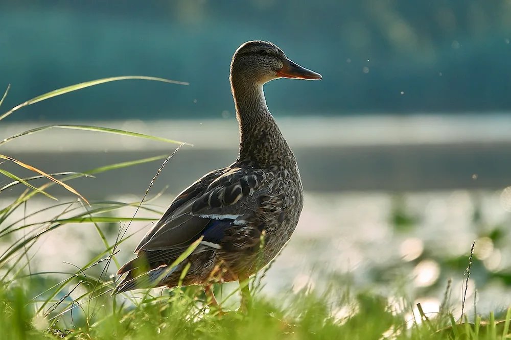 Waterfowl