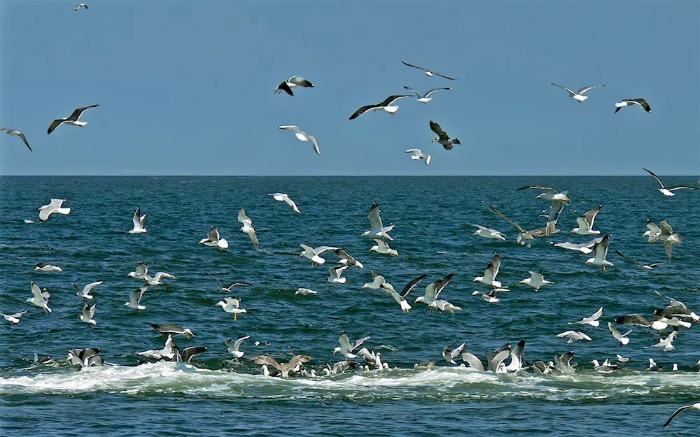 Western Gull