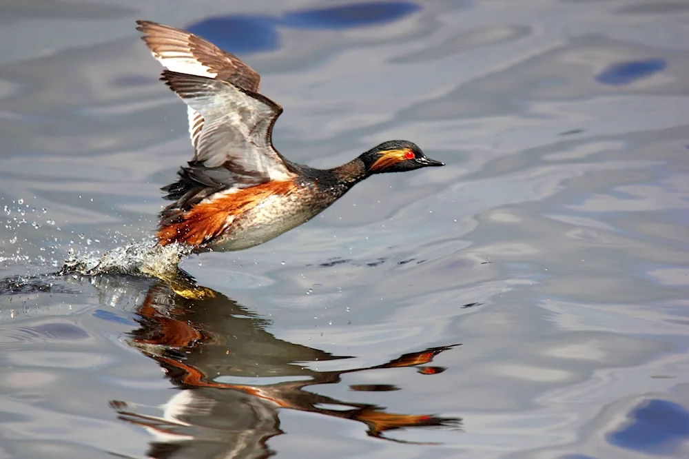 Wild mallard duck