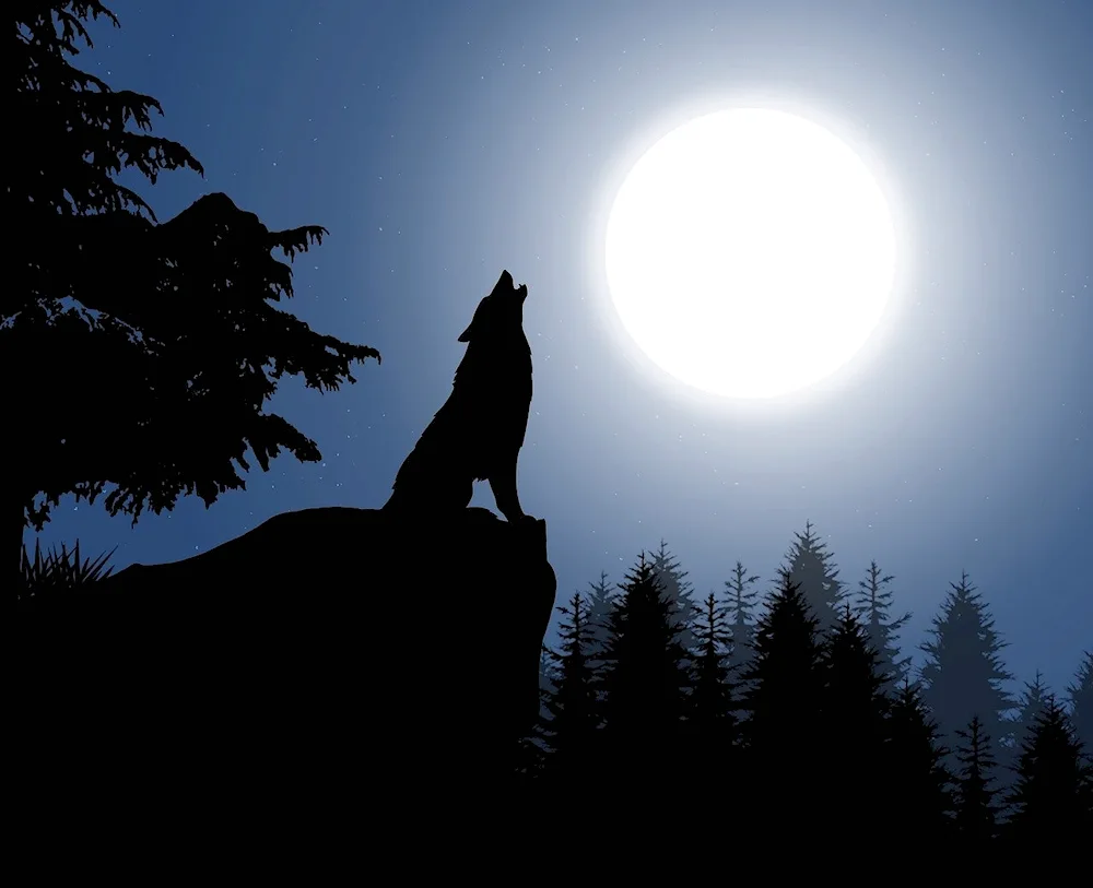 Wolf howls at the moon vector