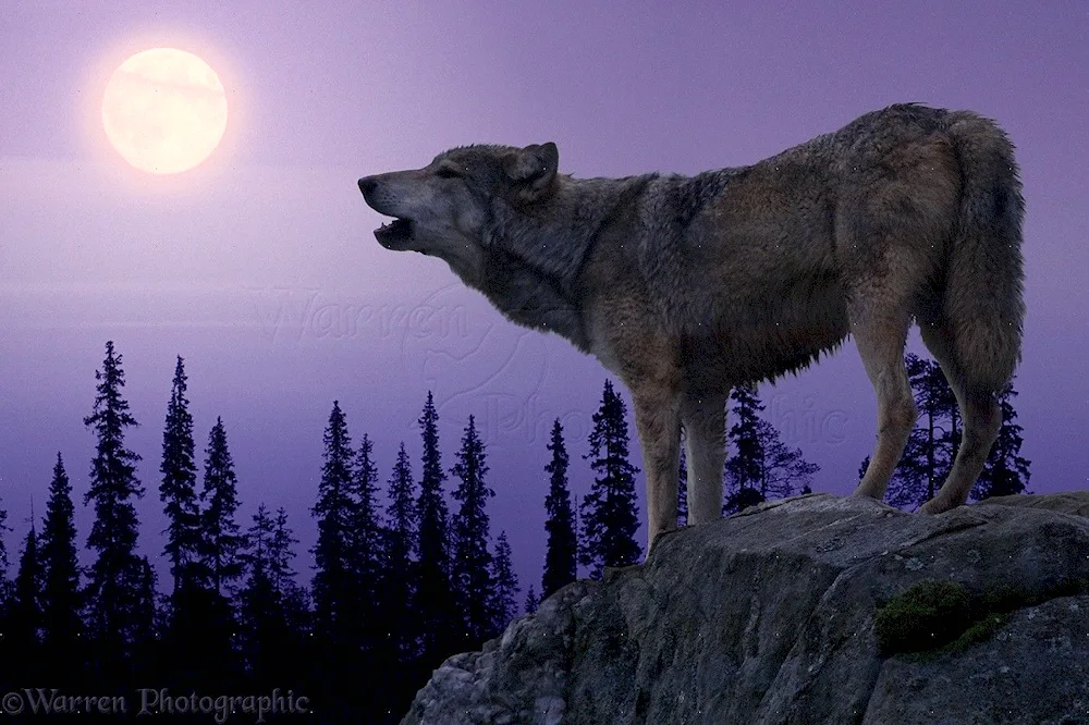 Wolf and the moon