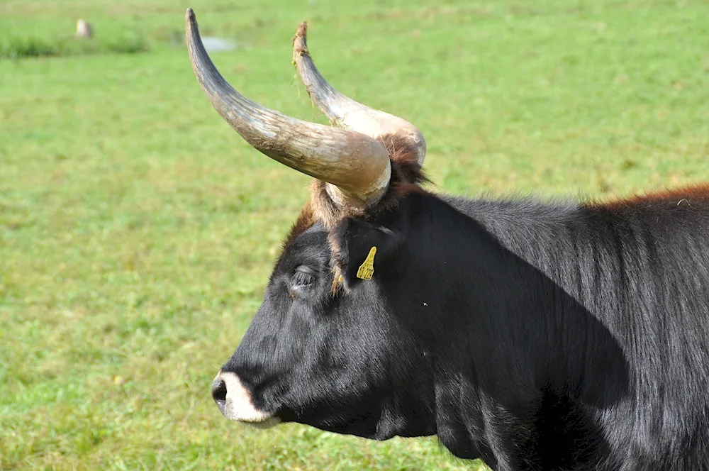 Brown Highland Bull