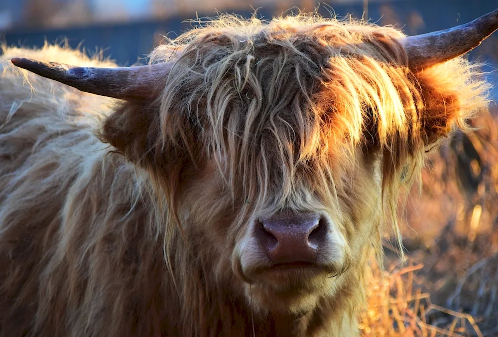 Brown Highland Bull