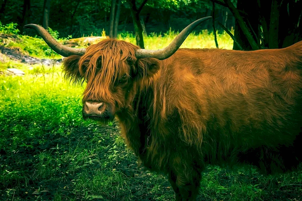 Highland Cattle Cow