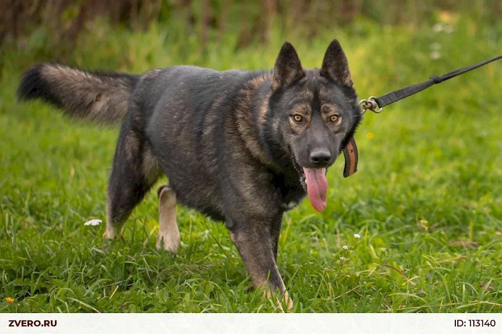 German Shepherd Dog