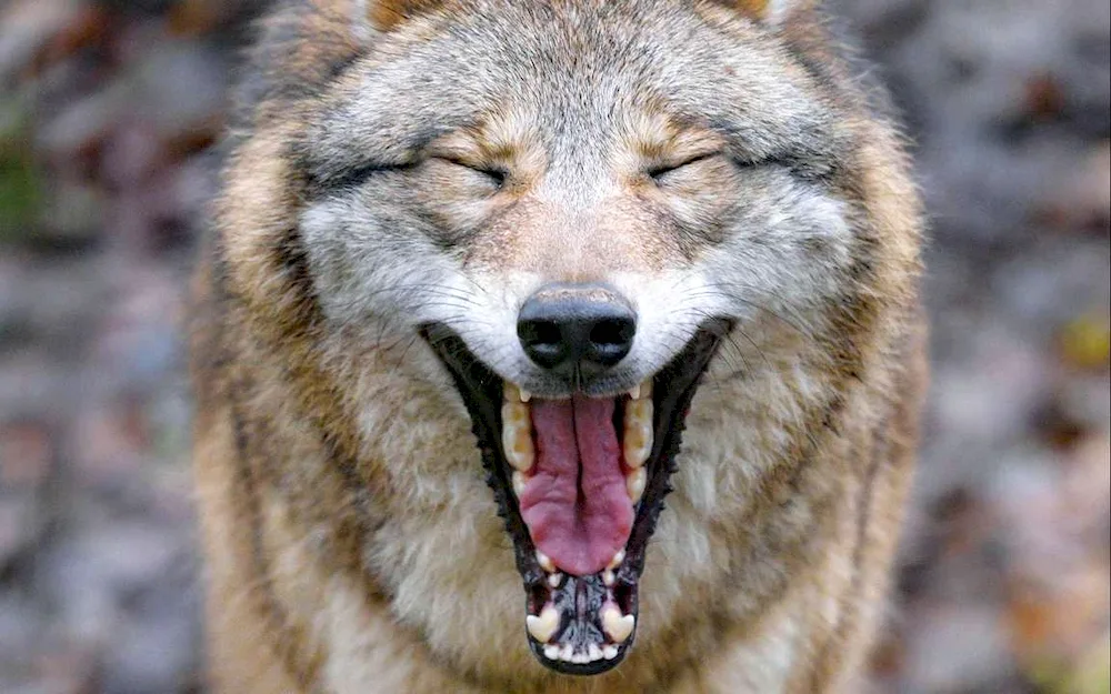 Wolf grin