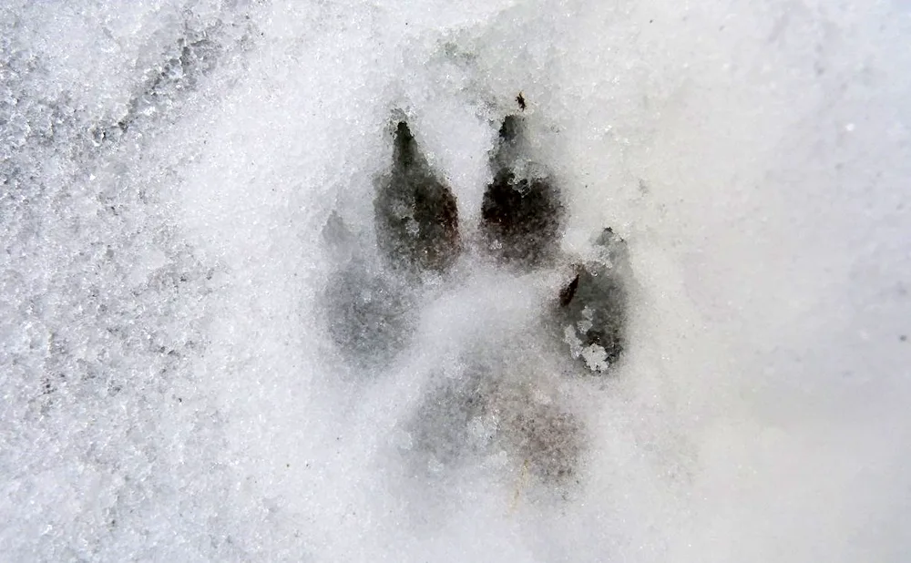 Laskin's tracks in the snow snow