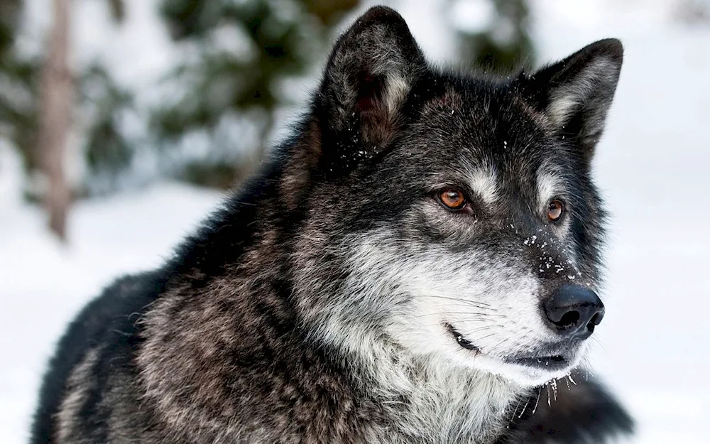 Jonas Jödicke wolf