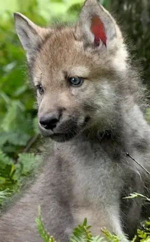 Wolf cub Wolfie