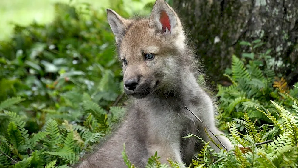 Wolf cub Wolfie