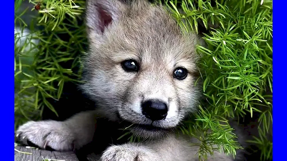 Wolf cub Wolfie