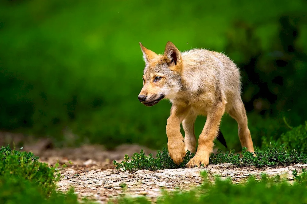 Wolfhound cub