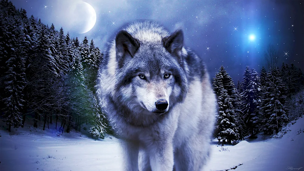 Beautiful wolf