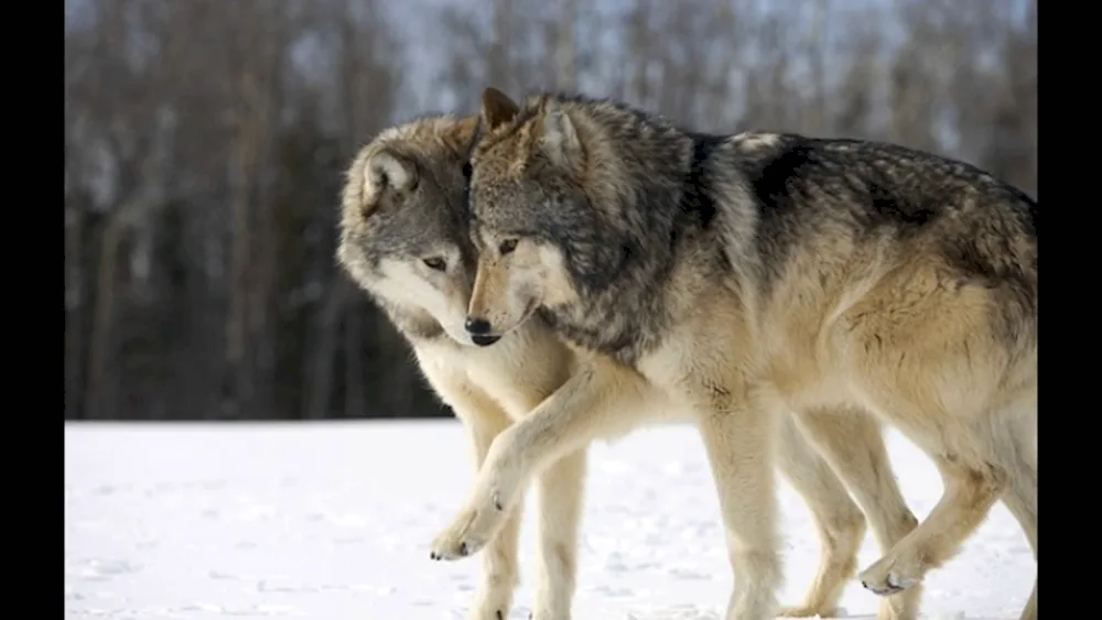 Wolf male and female