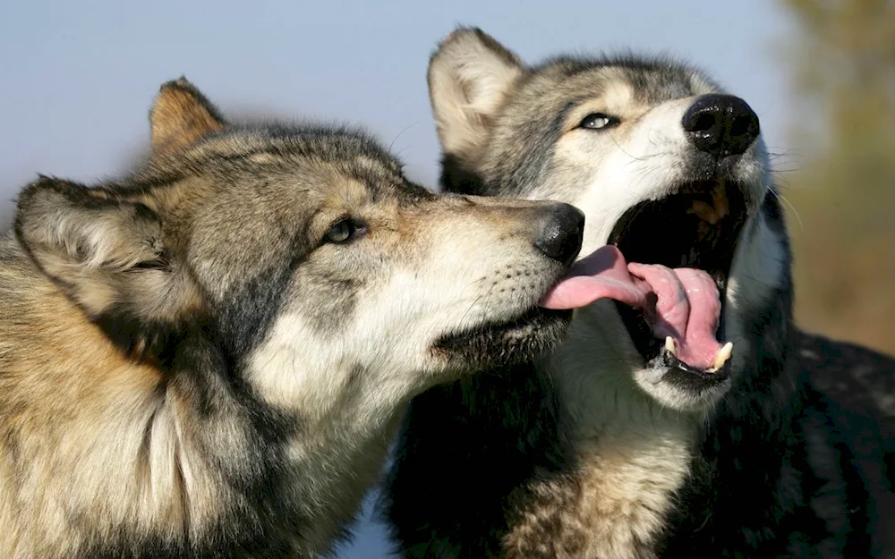 Wolf pair