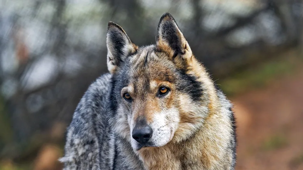 German Shepherd dog black animals