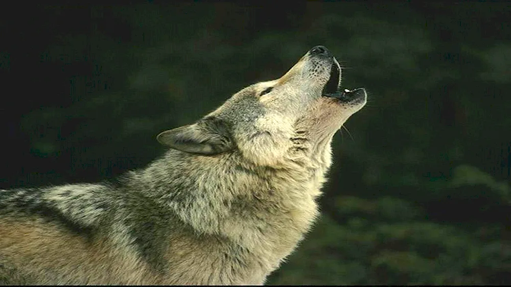 Wolfsob