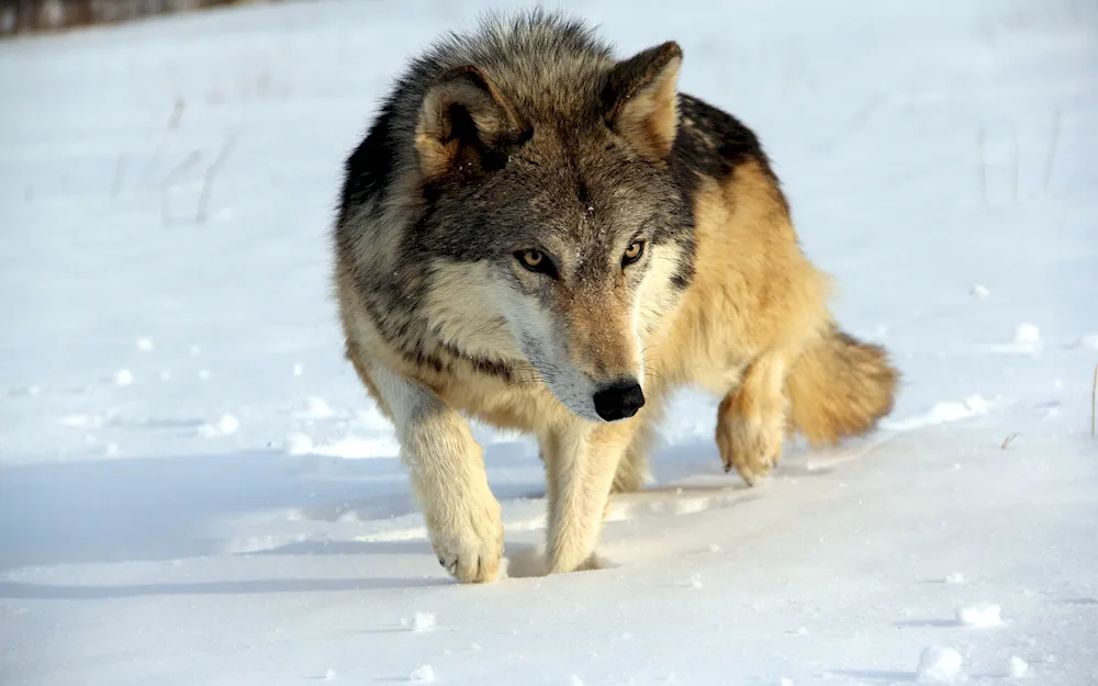 Wolf canis Lupus