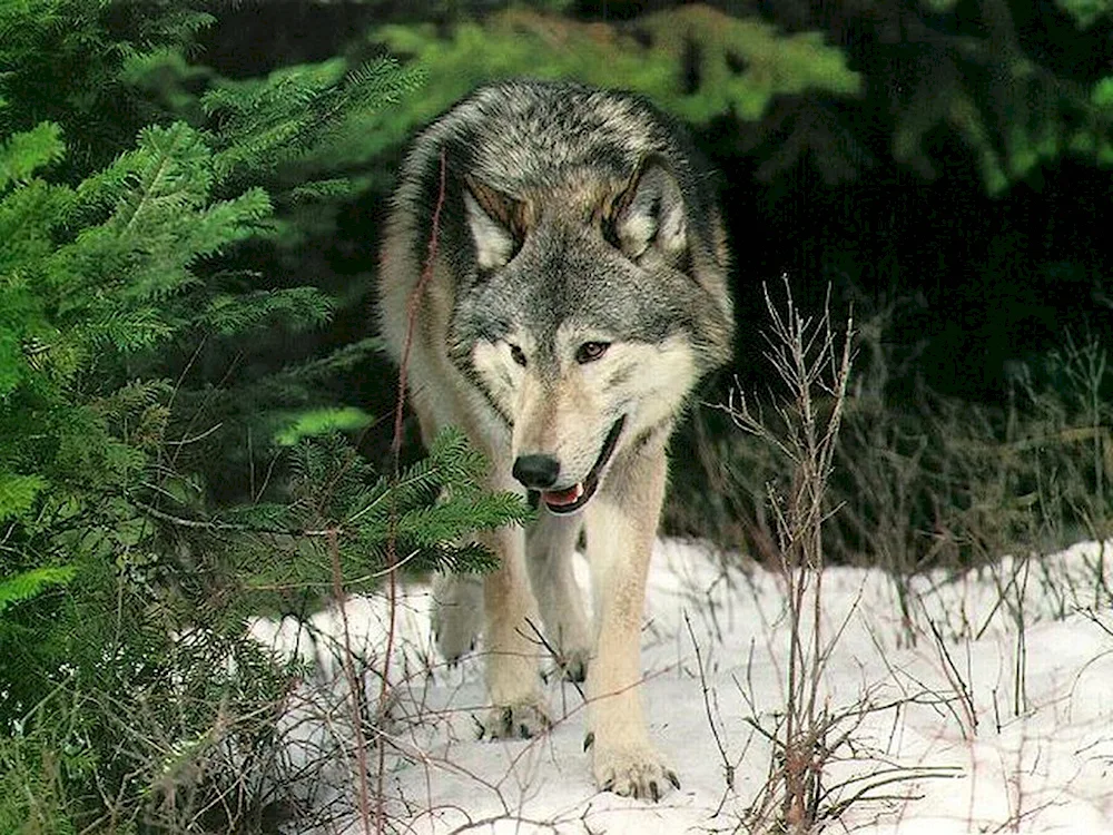 Wolf on white background