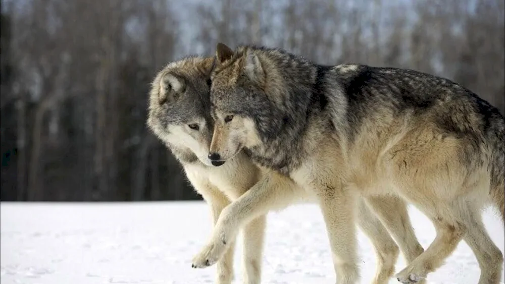 Wolf canis Lupus