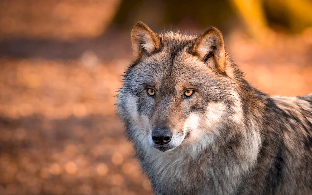 Wolf photo