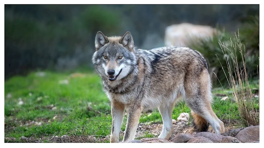 Wolf canis Lupus