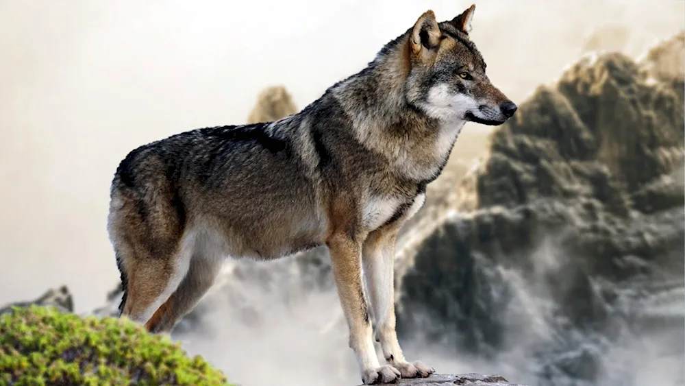 Beautiful wolf in nature