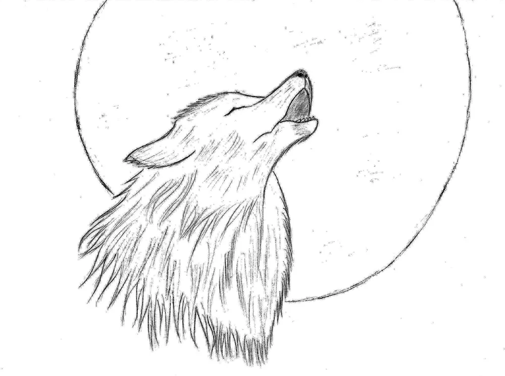 Wolf drawing