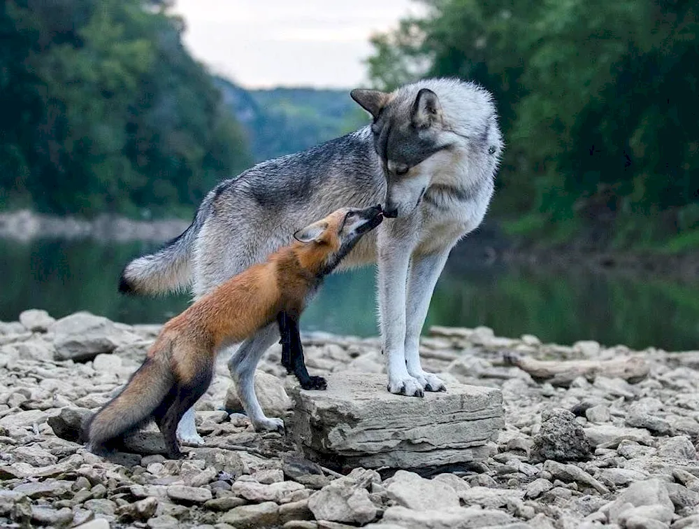 Lisa and wolves