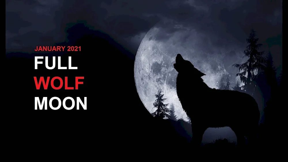 Wolf and moon